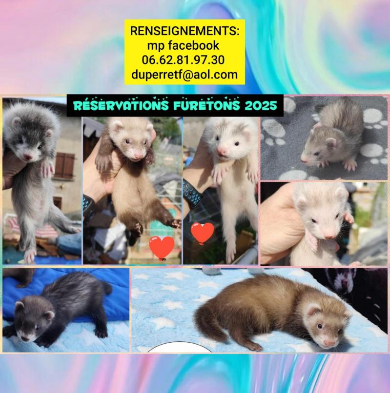Photocollage 2024121173419181